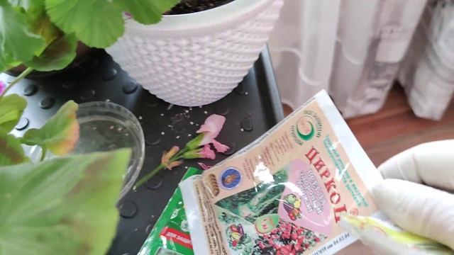 Как помочь пеларгонии выжить в жару смотреть онлайн