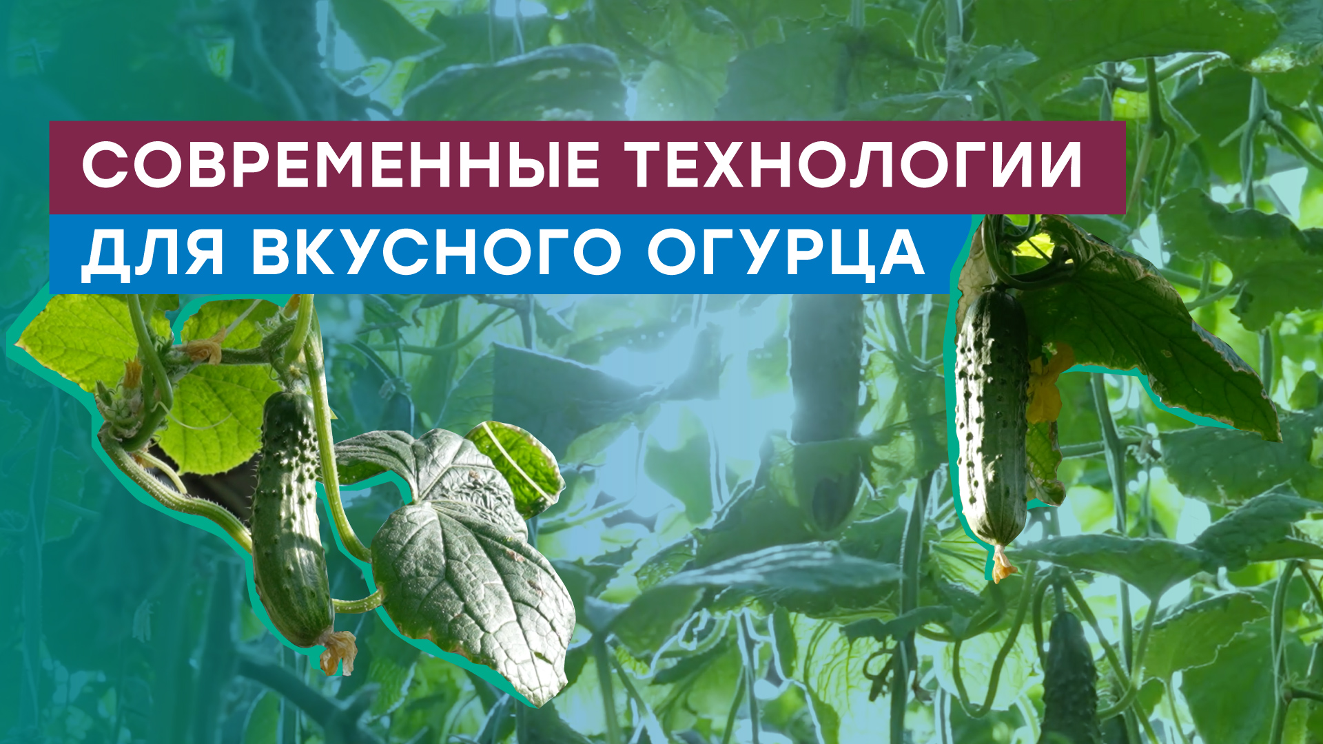 Лето круглый год — газ для самарского хозяйства «Тепличный» смотреть онлайн