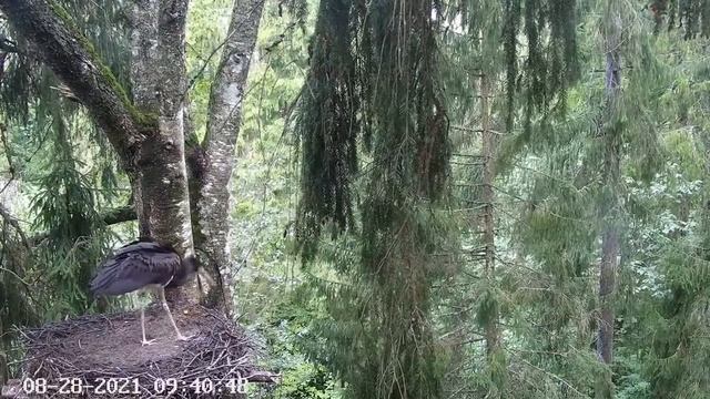 Must-toonekurg2:Black stork 7181(Julge) returns to the nest and after resting again leaves28.08.202 смотреть онлайн
