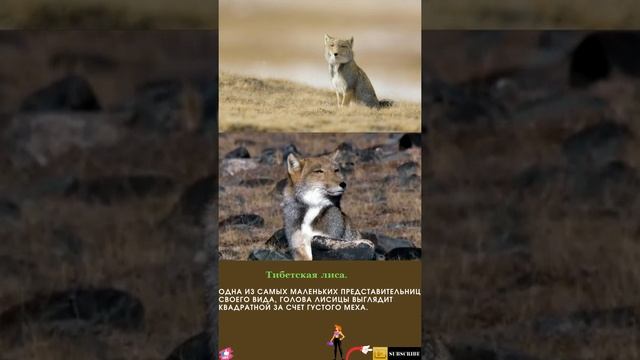 Топ 20 необычных животных мира. Тибетская лиса #shorts. Shorts animals. №19. New animals, fox. смотреть онлайн