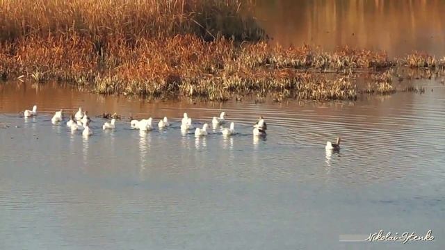 Осень 2014. смотреть онлайн