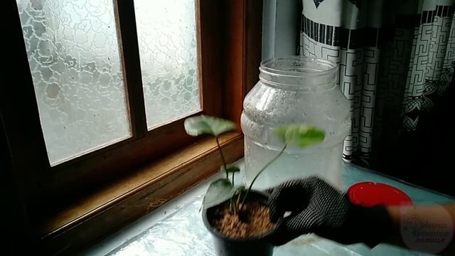 මුල් කුණු වුණ පැලය සති 3කට පස්සේ. #anthurium #fertilizer #propagate смотреть онлайн