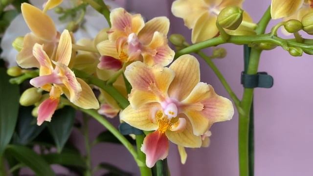 #новинки# Шикарные орхидеи на мой день рождения ? ? смотреть онлайн