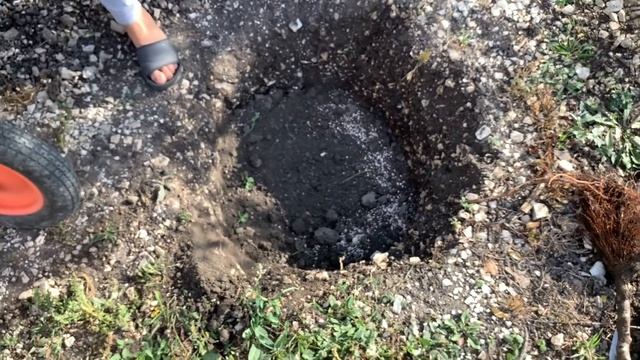 Дом на юге. Что посадили на участке. Рэя отдали. смотреть онлайн