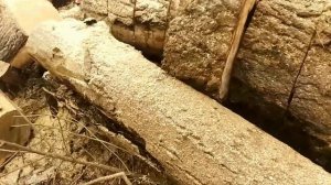 Себестоимость работы бензопилы на одном баке. Считаем стоимость дров, есть ли смысл ?