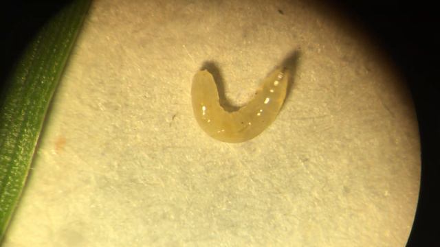 Шведская муха под микроскопом смотреть онлайн