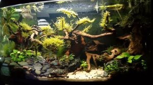 Оформление аквариума на 100 литров