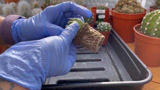 Repotting my Echinopsis Subdenudata | Domino Cactus смотреть онлайн