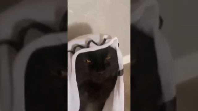 Mr.Credo смотреть онлайн