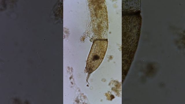 Падальщики смотреть онлайн