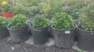 Хризантема мультифлора. Подкормки и вредители !