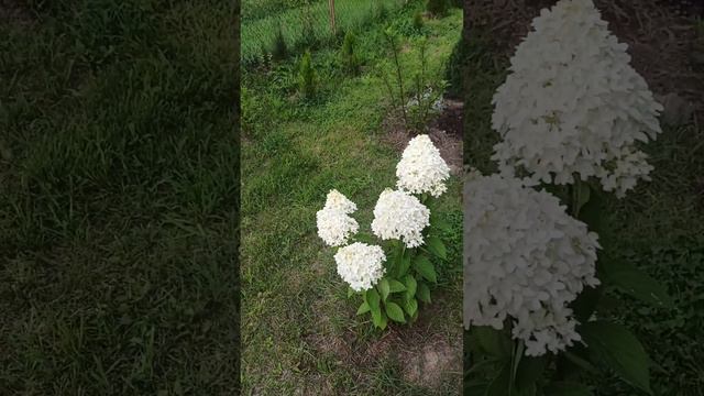 Маленький отпуск в глухой деревне. Часть 2. Розы и прочие прелести. смотреть онлайн