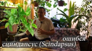 Фитофильтр для аквариума, растения для фитофильтра, Сцинда́псус  (Scindapsus)