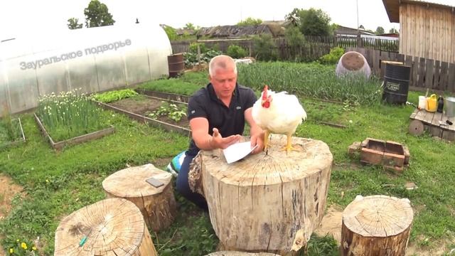 Как заработать на бройлерах за 50 дней Выращивание бройлерных кур смотреть онлайн