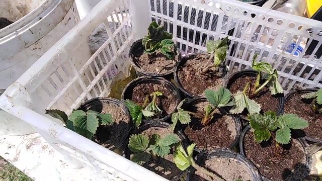 #КЛУБНИКА. РАССАДА ВЕСНОЙ. смотреть онлайн