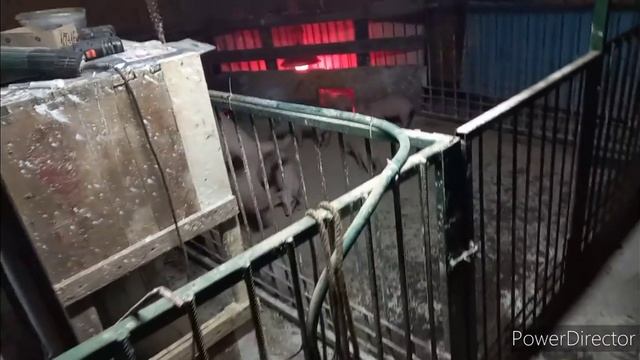 //Будет ли для них так лучше? // Свобода для свиноматки или станок для опороса?? смотреть онлайн