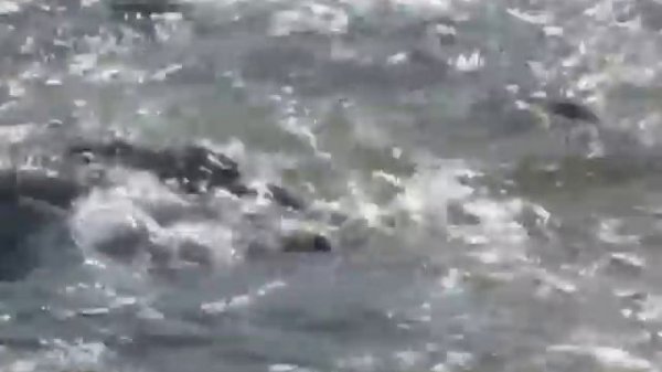 Песня о лососе