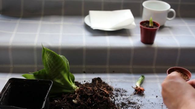 🌵 Hoe Stek Ik Mini Vrouwentong 'Sansevieria hahnii' 🌵🐍 Zelf Planten Vermeerderen смотреть онлайн