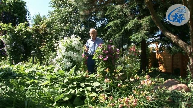 Клематис Шчепан Марчинский Collection