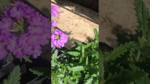 Ампельная вегетативная вербена