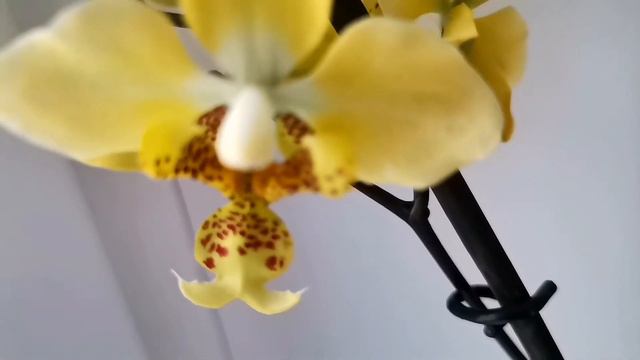 Phalaenopsis stuartiana yellow смотреть онлайн