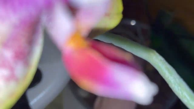 Всем приветик!!! Обзор орхидей на даче часть 1☺️. смотреть онлайн