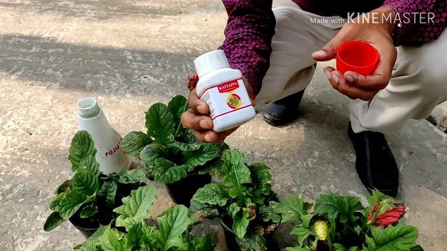 How To Control Leaf Miners  With 100 % Success
