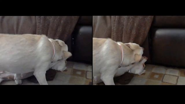 3D Test: Dogs 1 смотреть онлайн