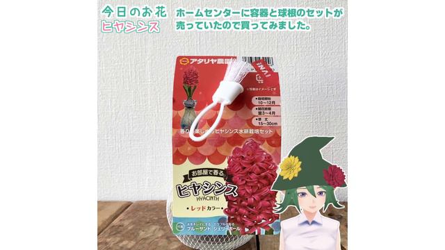 【香りのお花】水耕栽培のすすめ【花市場のお花紹介】 смотреть онлайн