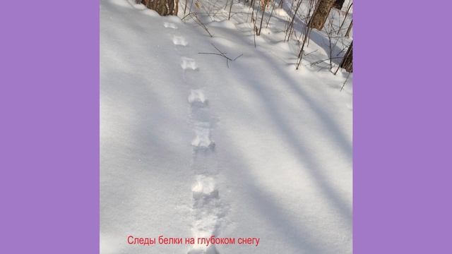 Ищем белку по следам - Looking for a squirrel in the footsteps - 寻找一只松鼠的脚步 смотреть онлайн