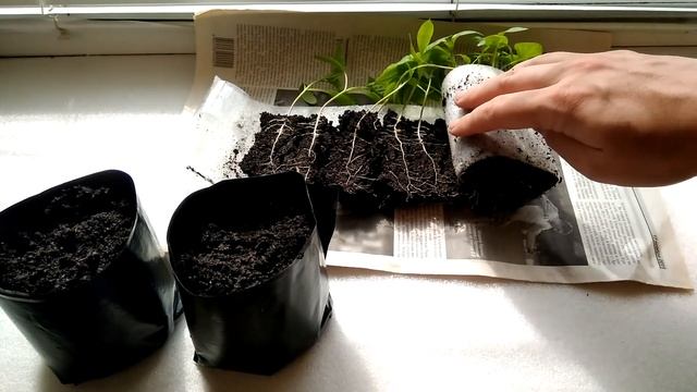 МИНУСЫ ВЫРАЩИВАНИЯ РАССАДЫ В УЛИТКЕ ЛИЧНЫЙ ОПЫТ смотреть онлайн