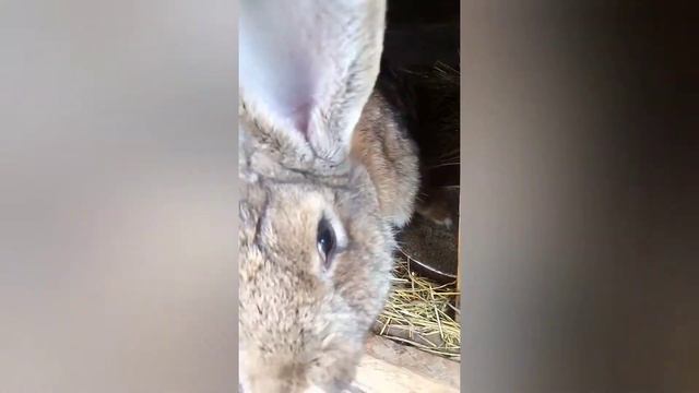 Я сегодня вам покажу своих кроликов и крольчат.🐇🐰. смотреть онлайн
