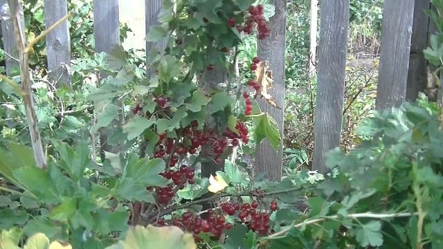 Мармеладница поздняя смородина. Особенности красноплодного сорта. Лукояновское садоводство. смотреть онлайн