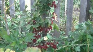 Мармеладница поздняя смородина. Особенности красноплодного сорта. Лукояновское садоводство.