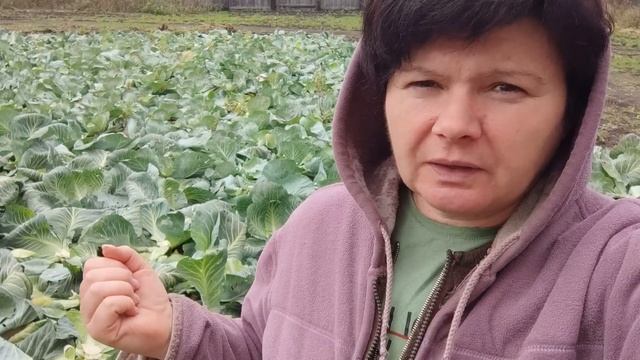 КАПУСТА. Уборка 2022. Зачем нам так много? смотреть онлайн