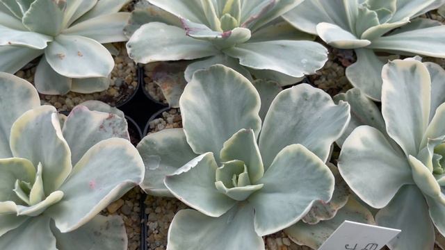 Echeveria Jippon Moon River