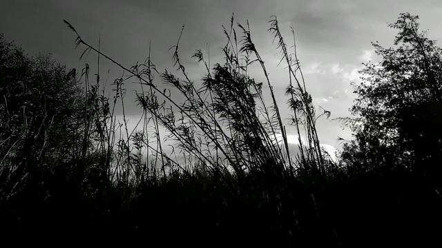 ФОТОЗАКОУЛОЧКИ. Как фотографировать, если на улице ветер? Nikon D7000+Tamron 17-50 f/2.8 смотреть онлайн