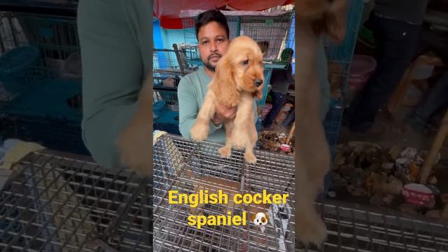 Cute puppy video, English cocker spaniel;galif street ,Kolkata смотреть онлайн