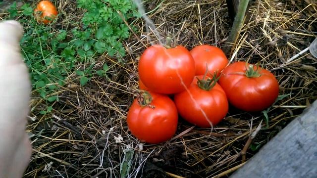 Томат Подснежник на 25 августа смотреть онлайн