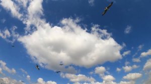 Парящие птицы в небе