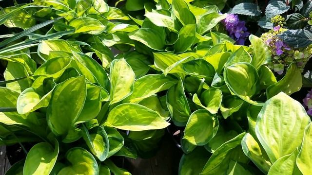 Hosta Rainforest Sunrise - Hosta of the Year (2013) смотреть онлайн