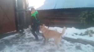 Человек против собаки