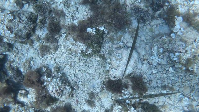 Pair of blue cornet fish (Fistularia commersonii) Mgarr ix-Xini, Gozo, 19th June 2021 смотреть онлайн