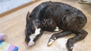 Корова напала. Деревня пополняется. Я лентяйка 😁/семья Фетистовых