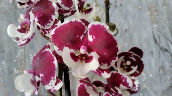 орхидея Санта Клаус