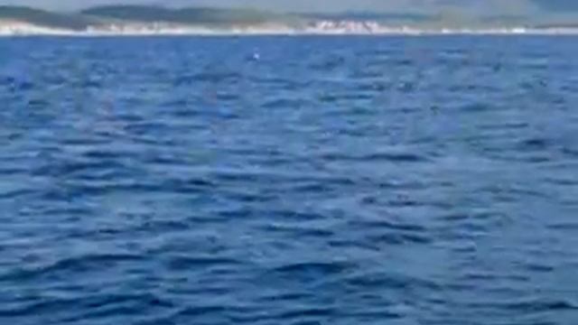 DOLPHIN'S IN SAN CARLOS MEXICO смотреть онлайн