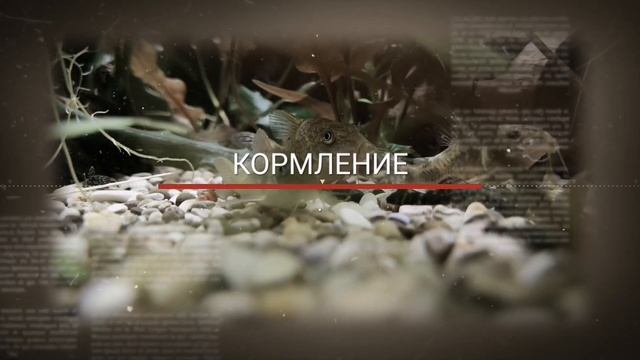 БАРБУС ШУБЕРТА.СОДЕРЖАНИЕ И РАЗМНОЖЕНИЕ В АКВАРИУМЕ смотреть онлайн