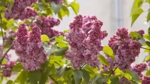 Самый красивый вальс В А Моцарт Вальс цветов   wmv