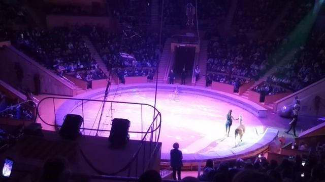 Цирк и звери. смотреть онлайн