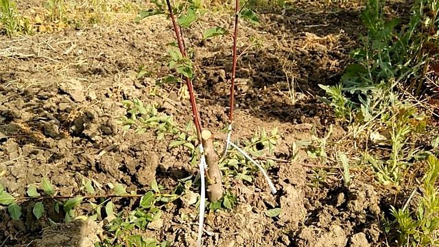 Раннелетняя окулировка смотреть онлайн